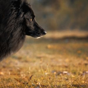 Profile of Belgian Sheepdog WolfCub as the sun sets.jpg